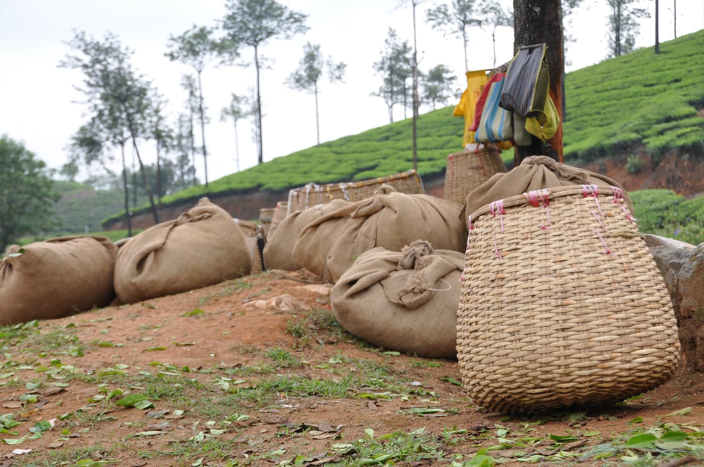 Baskets and sacks of freshly plucked tea leaf at the edge of an estate near Munnar